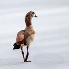 Nilgans auf Eis