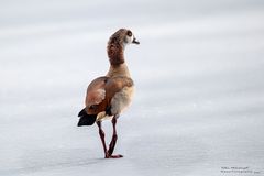 Nilgans auf Eis