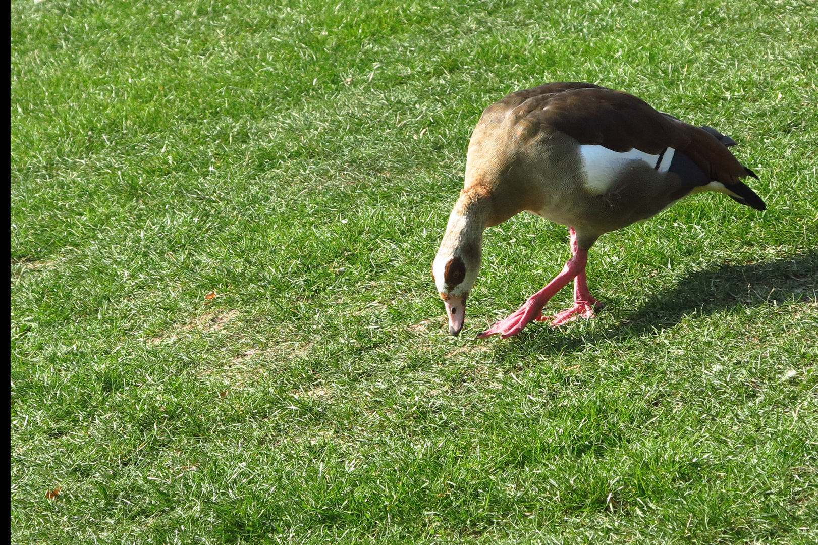 Nilgans auf Futtersuche