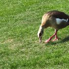 Nilgans auf Futtersuche