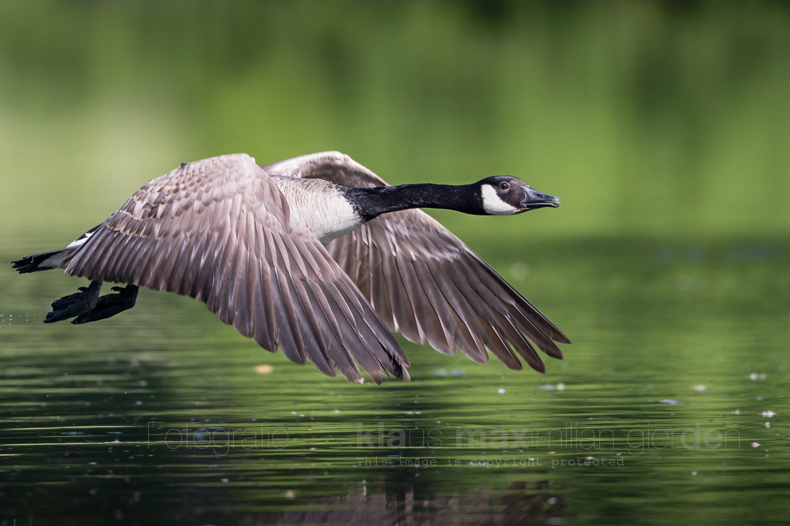 Nilgans auf grünem Grund ...