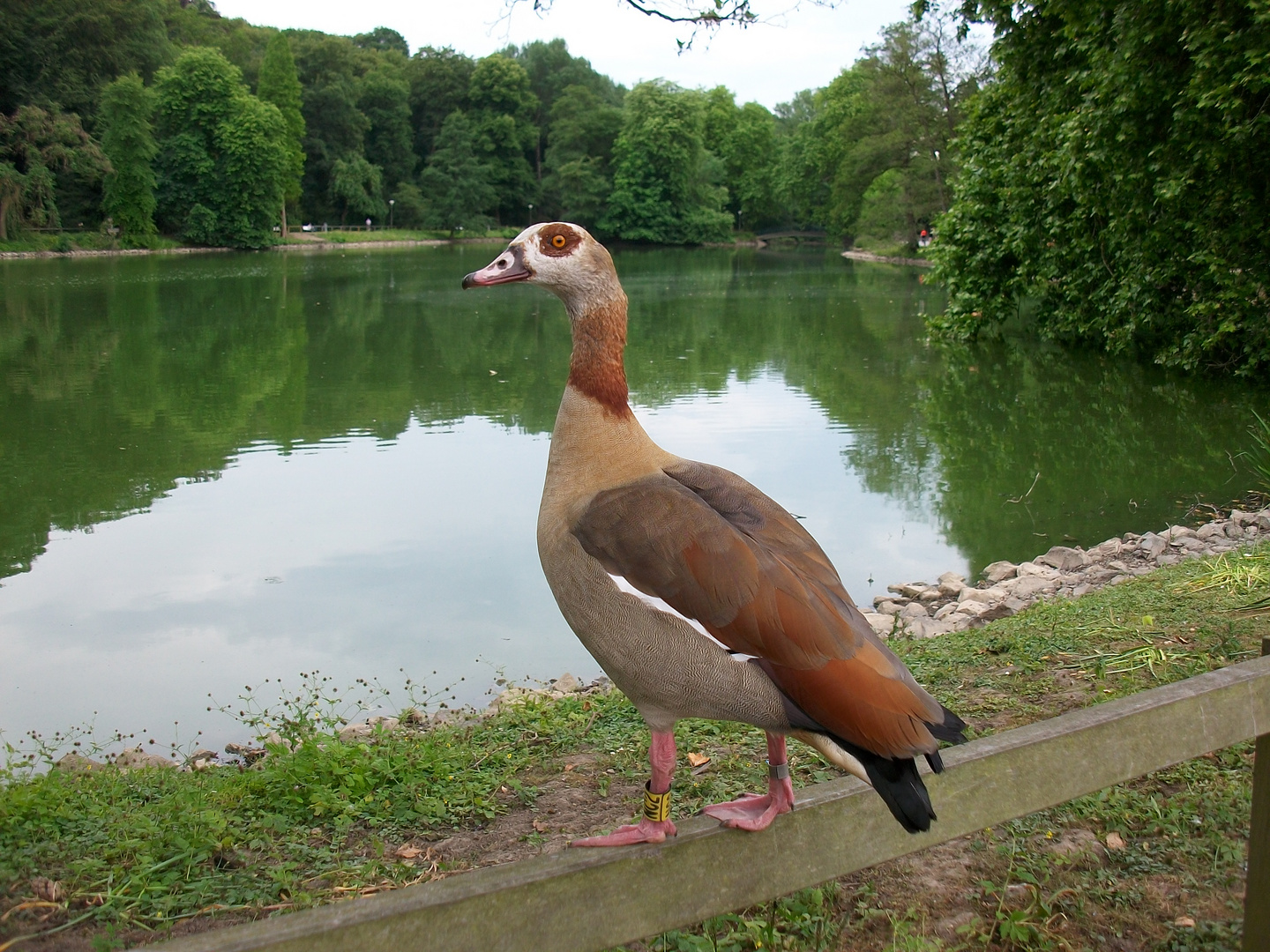 Nilgans auf Holz, am Teich angerichtet