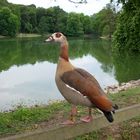 Nilgans auf Holz, am Teich angerichtet