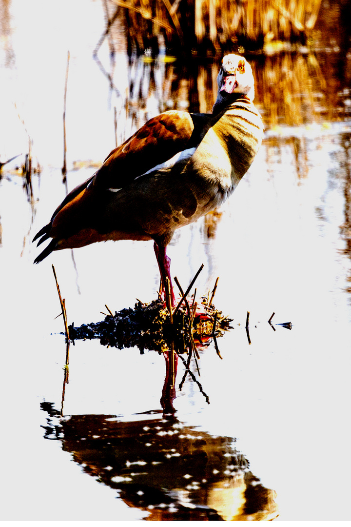 Nilgans auf Insel