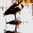 Nilgans auf Insel