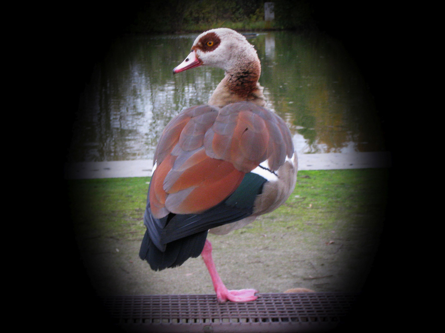 Nilgans auf Parkbank