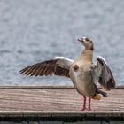 Nilgans auf Treppchen