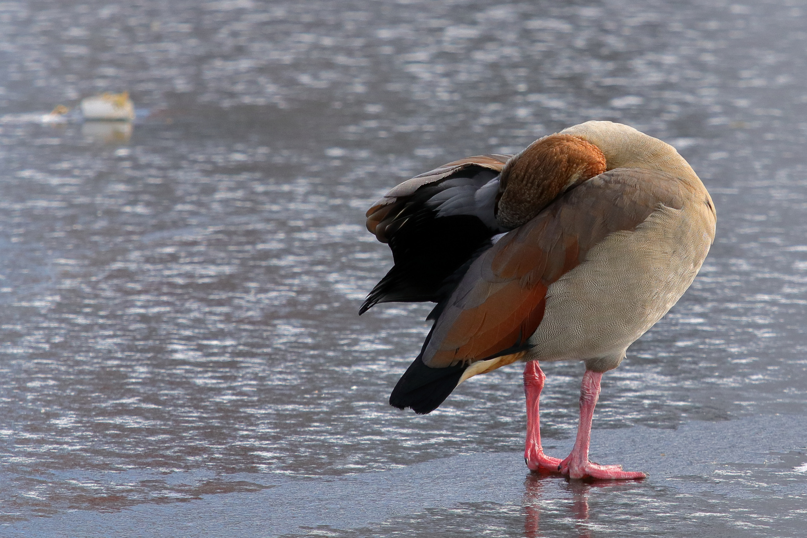 Nilgans auf zugefrorenem See