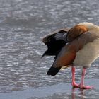 Nilgans auf zugefrorenem See