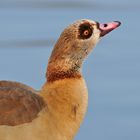 Nilgans – Ausguck