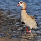 Nilgans – Ausstieg