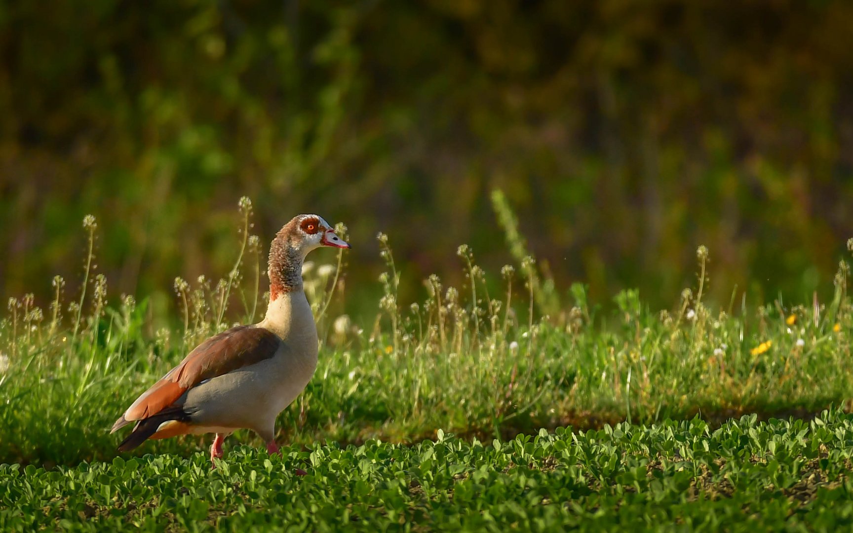 Nilgans