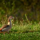 Nilgans