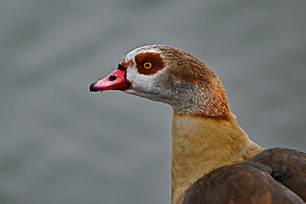 NILGANS