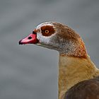 NILGANS