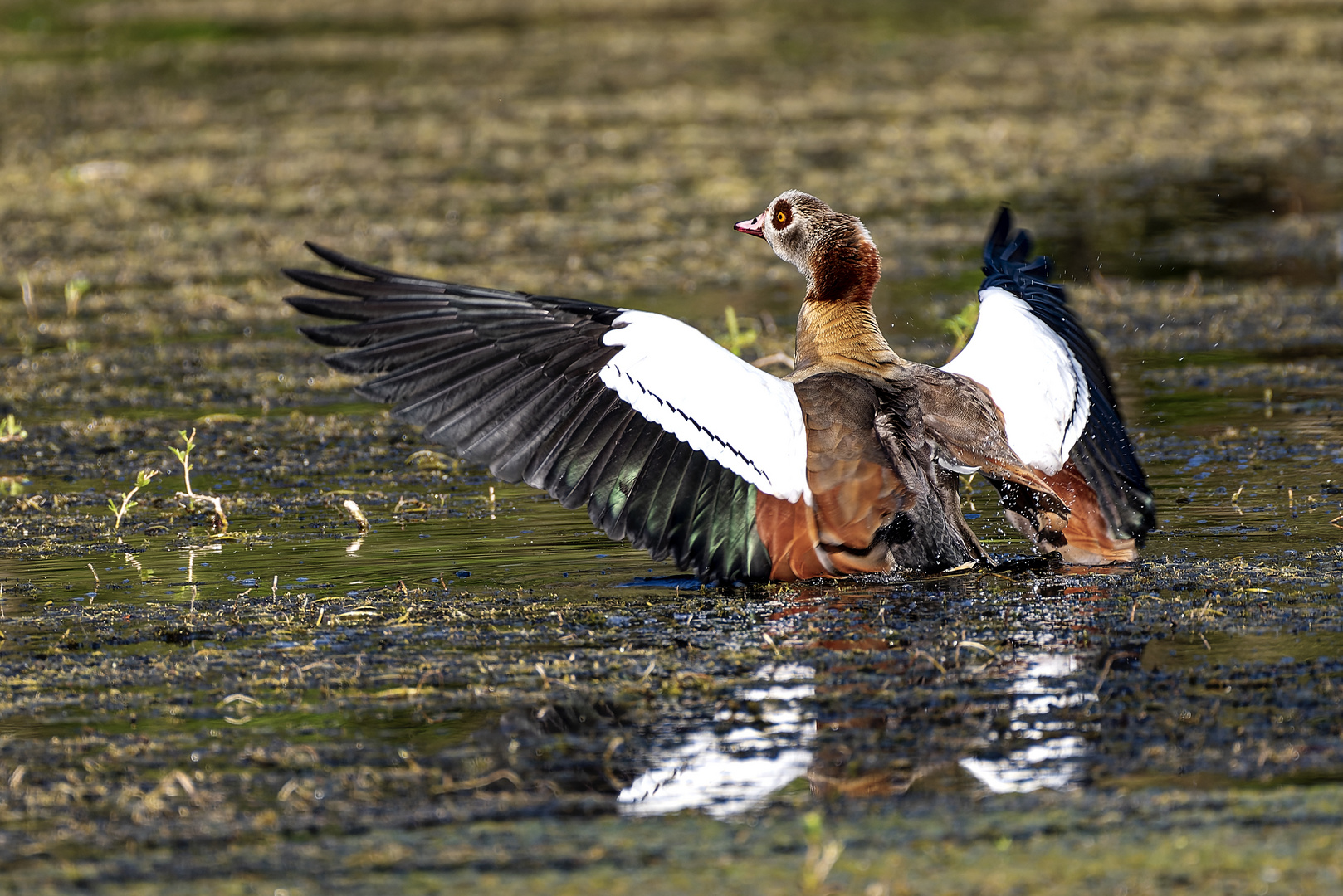 Nilgans