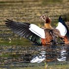 Nilgans