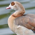 Nilgans