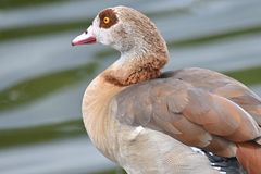 Nilgans