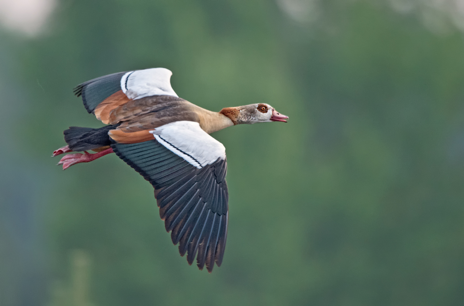 Nilgans 