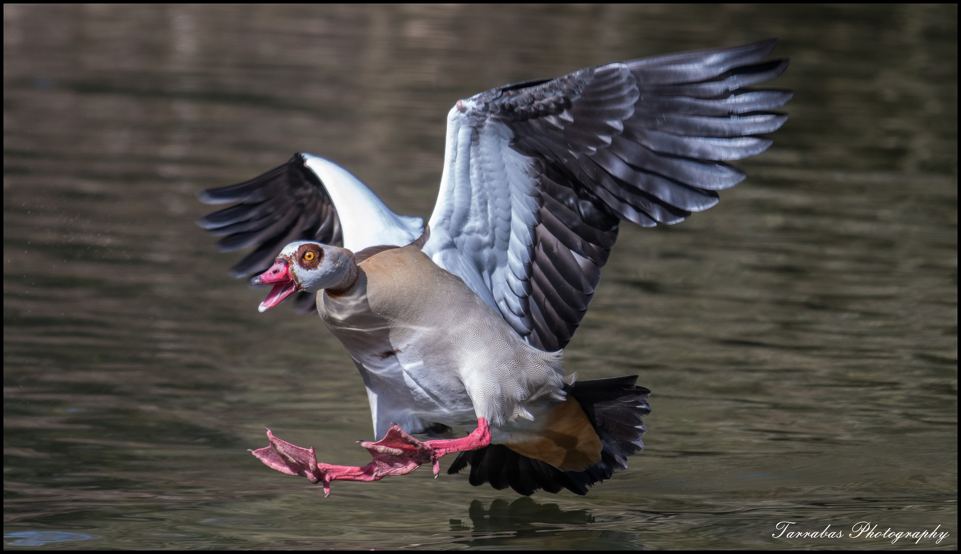 Nilgans