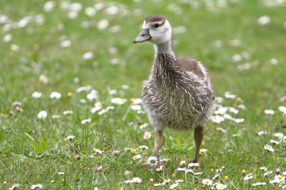 Nilgans