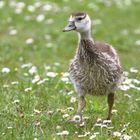 Nilgans