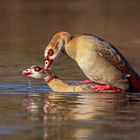 Nilgans