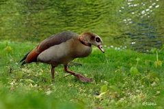 Nilgans