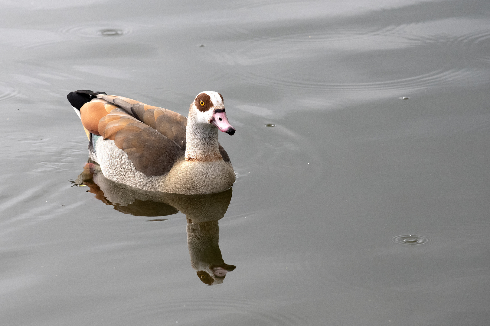 Nilgans