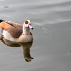 Nilgans