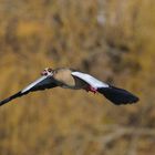 Nilgans