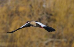 Nilgans