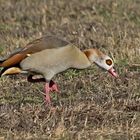  Nilgans