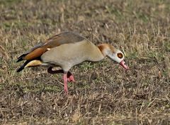  Nilgans