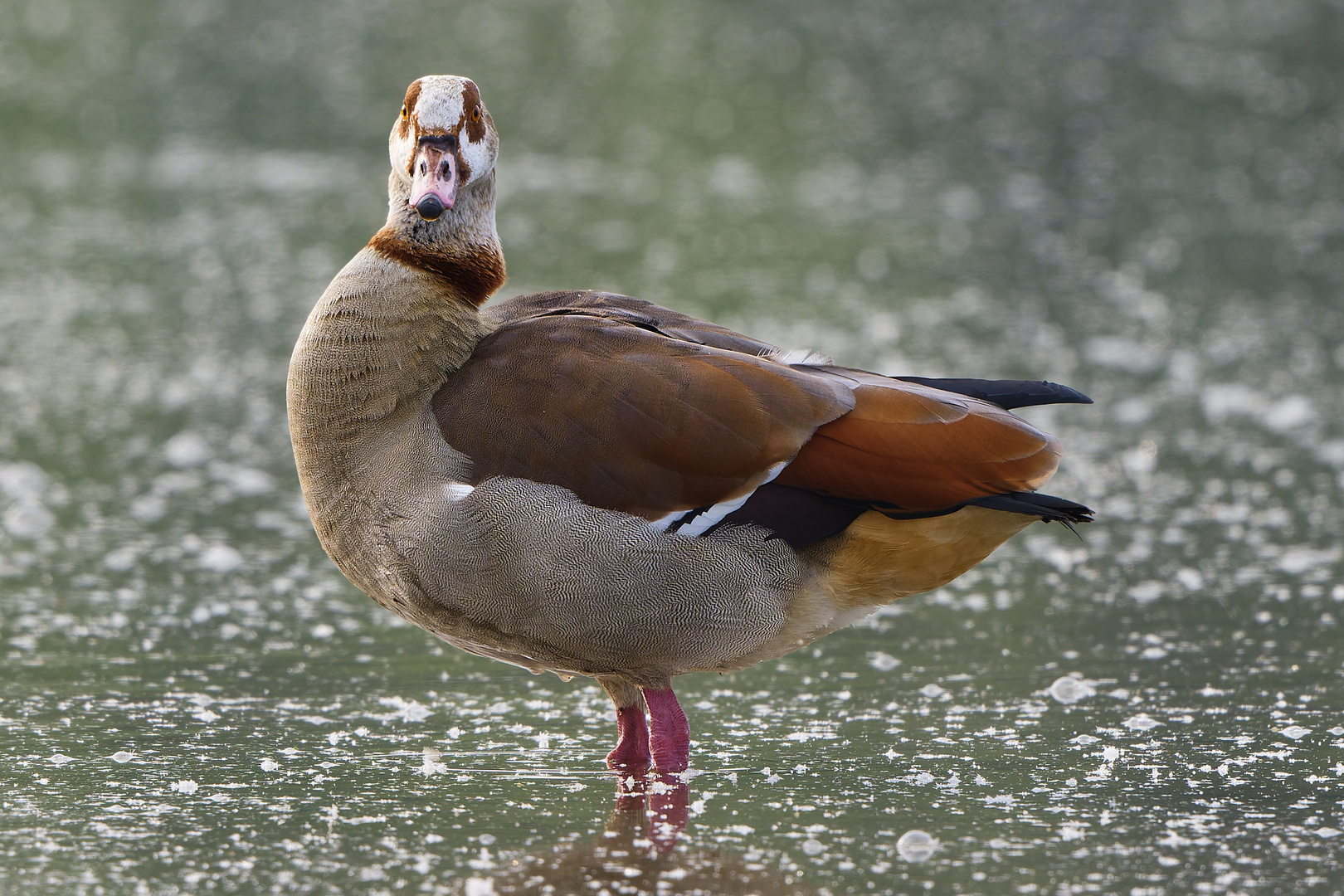 Nilgans