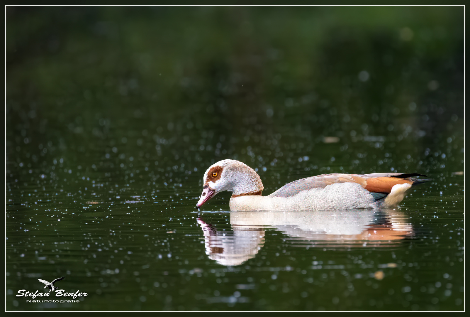 Nilgans