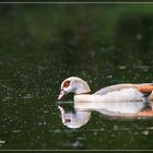 Nilgans