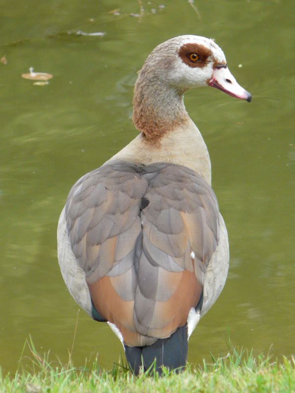 Nilgans