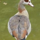 Nilgans