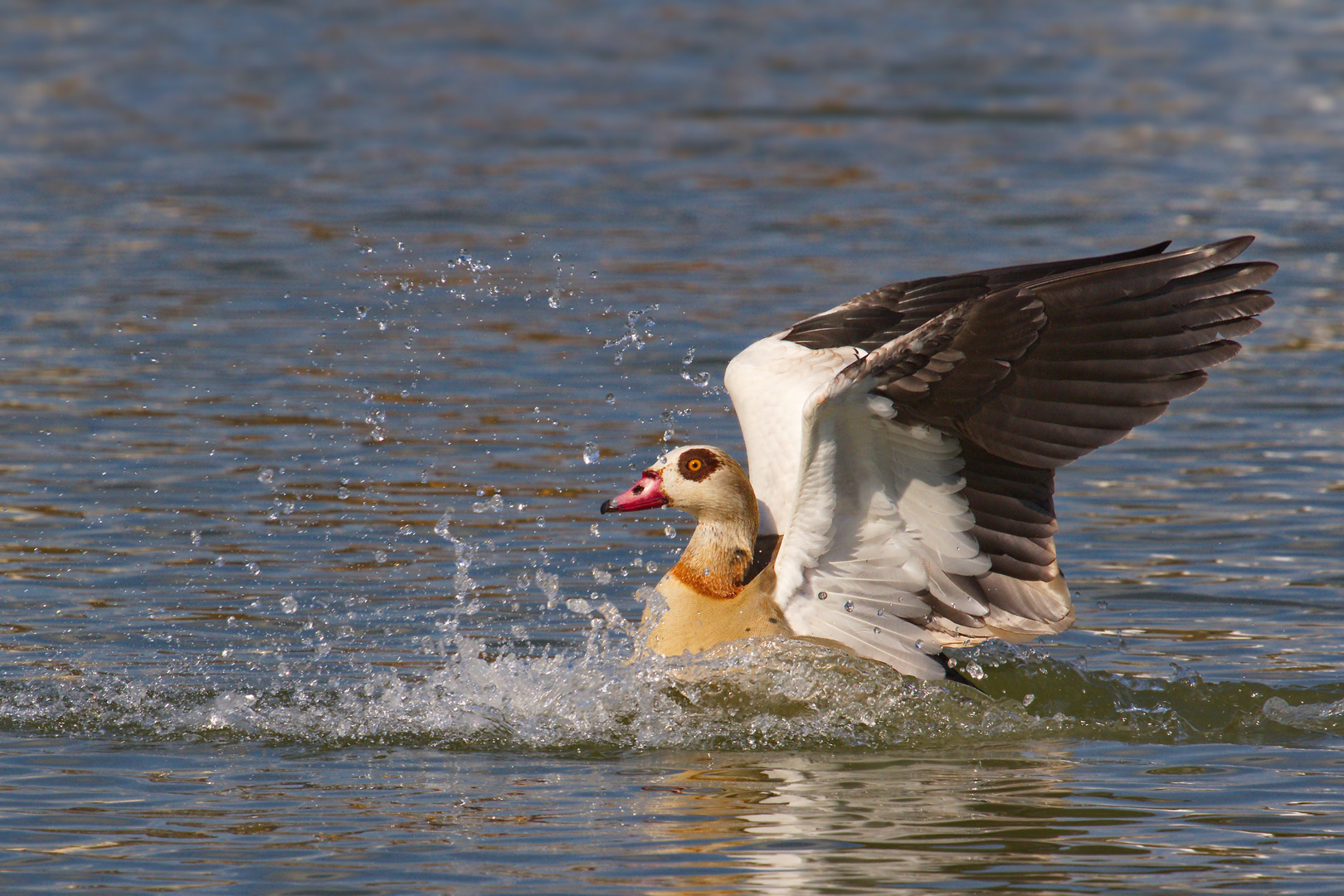 nilgans