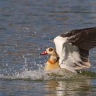 nilgans