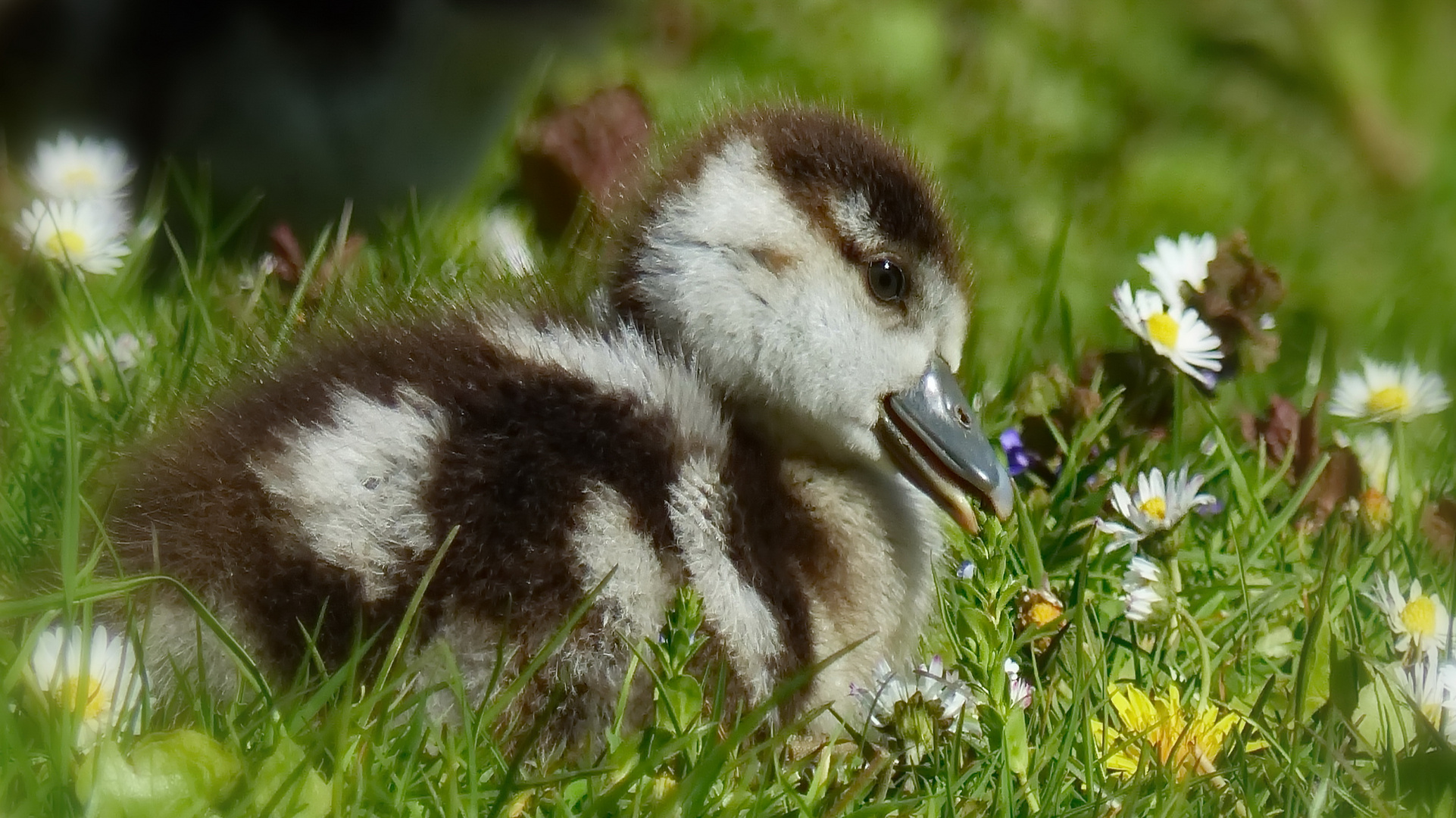 Nilgans Baby