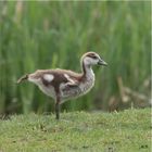 Nilgans-Baby-Ballett :-)