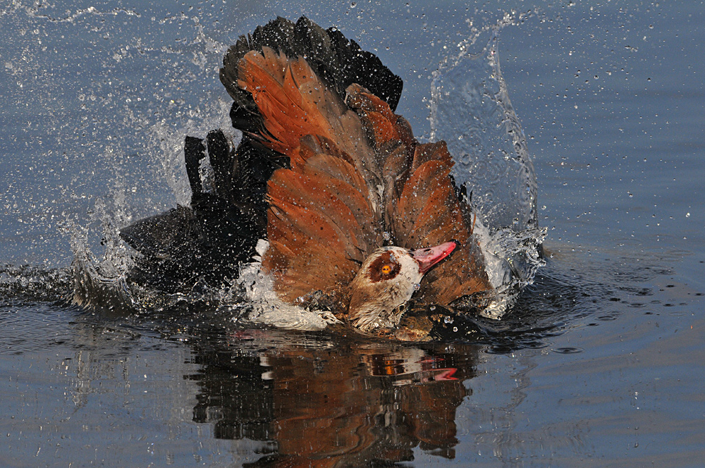 Nilgans – Bad im Eiswasser