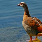 NILGANS