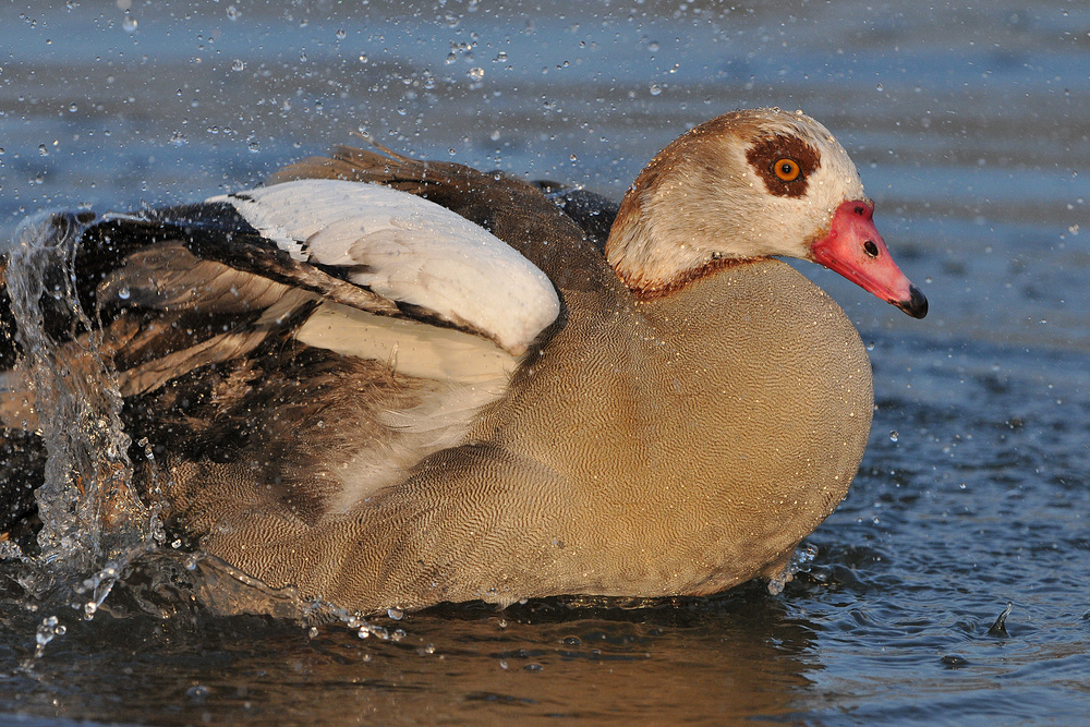 Nilgans – Badespaß nach dem Nebel 02