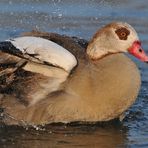 Nilgans – Badespaß nach dem Nebel 02