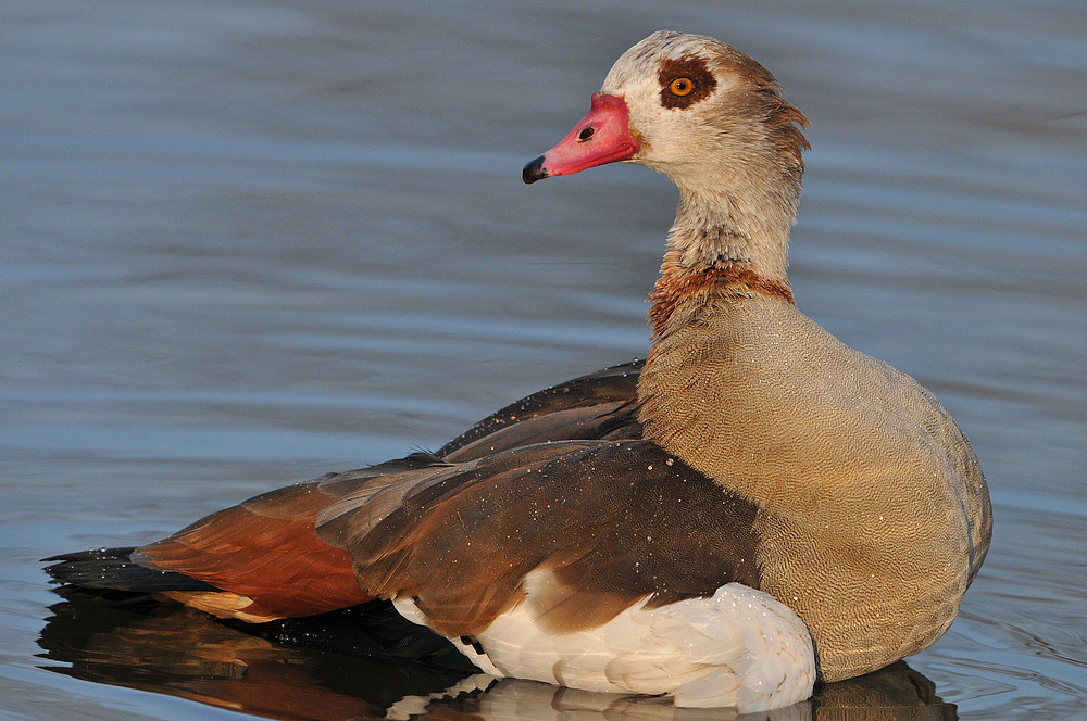 Nilgans – Badespaß nach dem Nebel 03