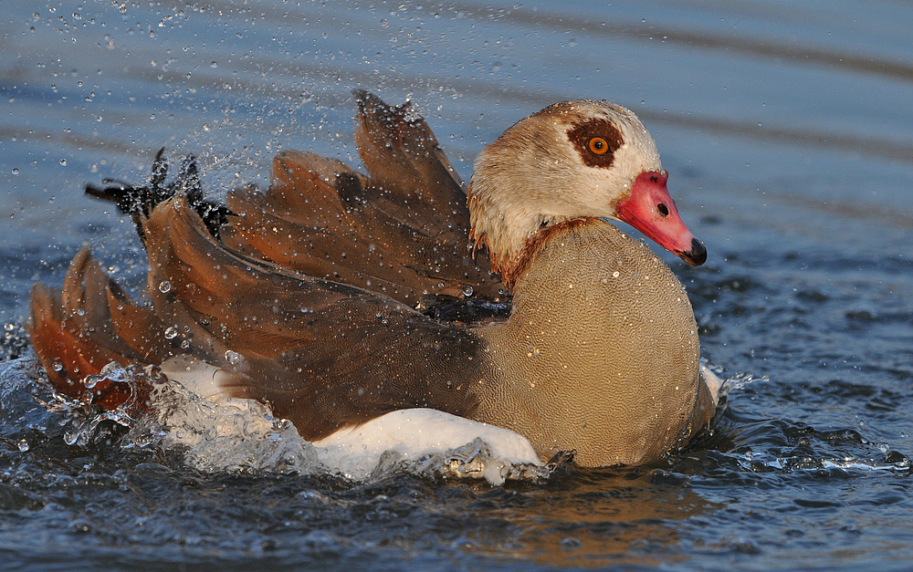 Nilgans – Badespaß nach dem Nebel